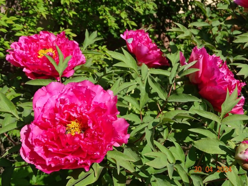 Raphael - Bujori 2024