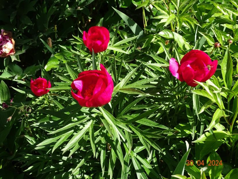 Early Scout - Bujori 2024