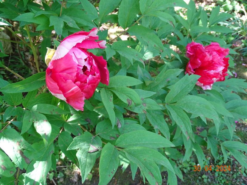 Shima Nishiki - Bujori 2024