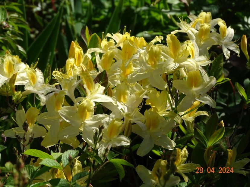 azalea mollis Toucan - Copacei si arbusti 2024