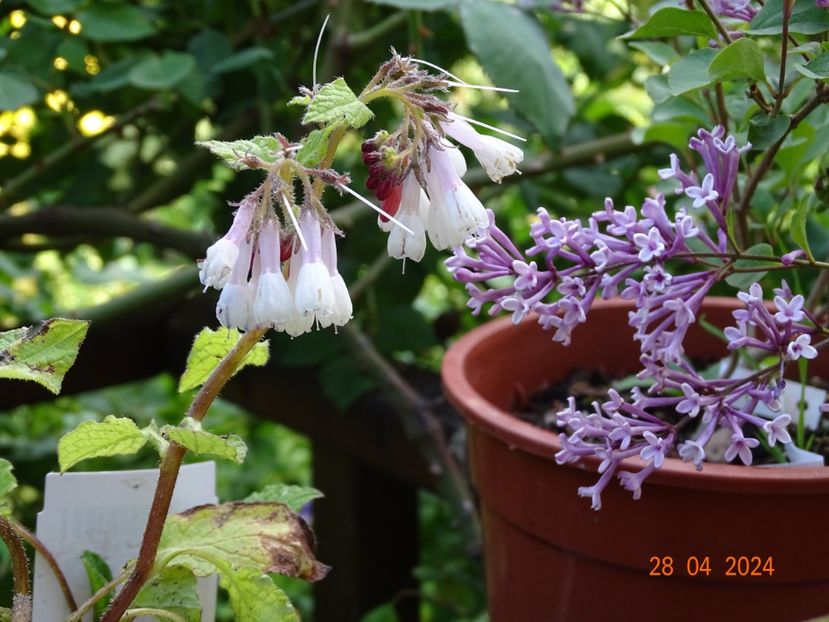 syringa meyeri Flowerfesta Purple - Copacei si arbusti 2024