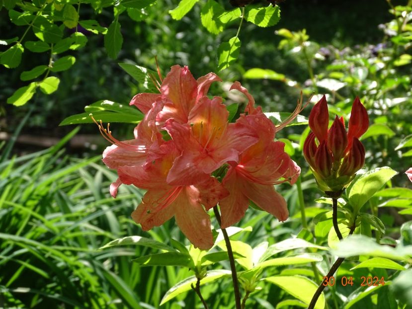 azalea mollis Strawberry Ice - Copacei si arbusti 2024
