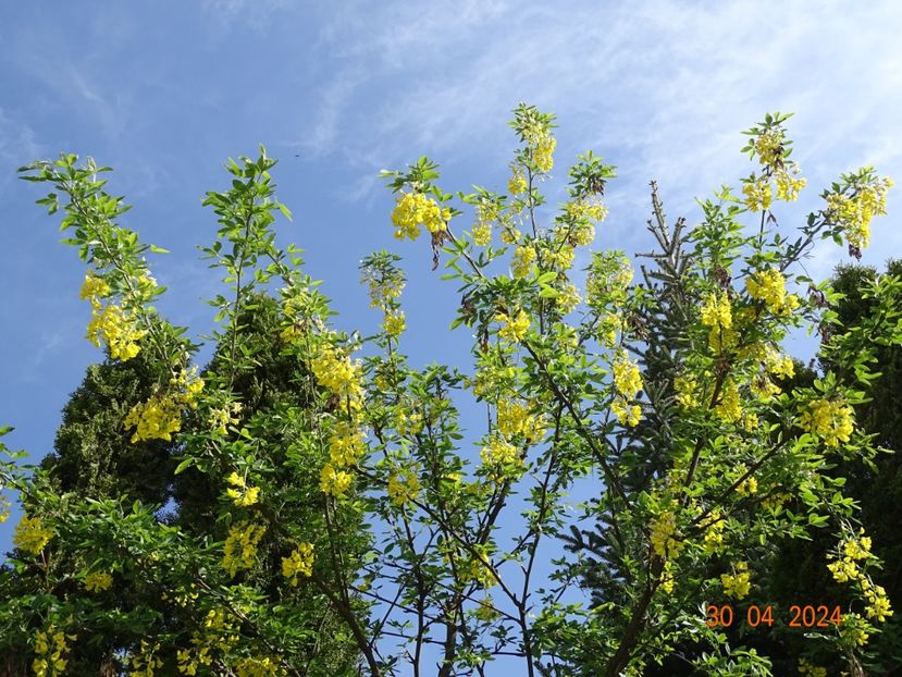  - Copacei si arbusti 2024