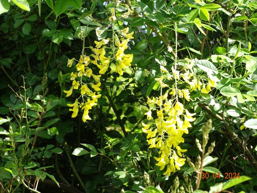  - Copacei si arbusti 2024