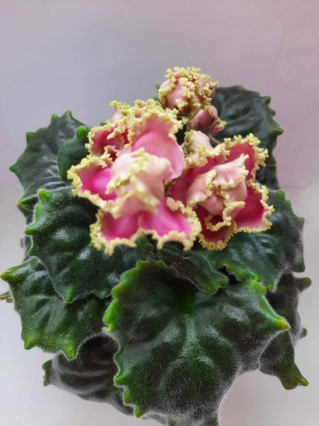 Iunie 2023 - LE SESTRA KOROLEVY