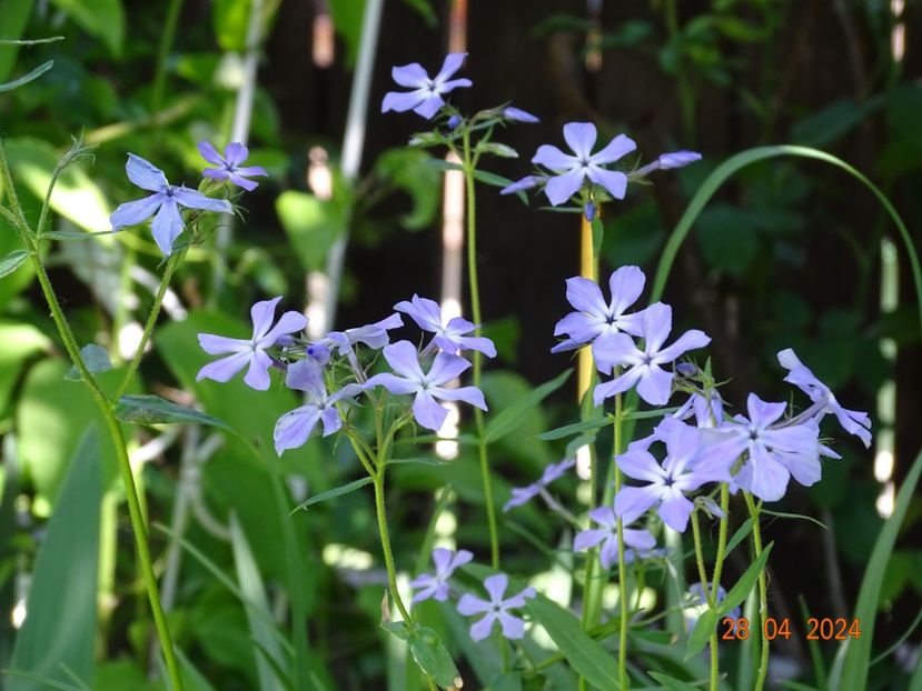  - Phlox 2024