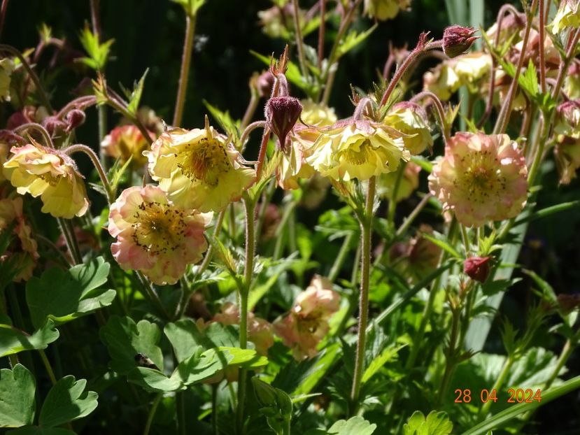 geum Petticoat Peach - Primavara 2024