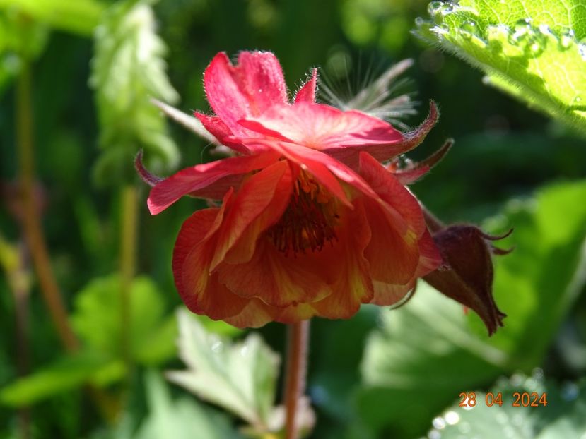 geum Tempo Rose - Primavara 2024