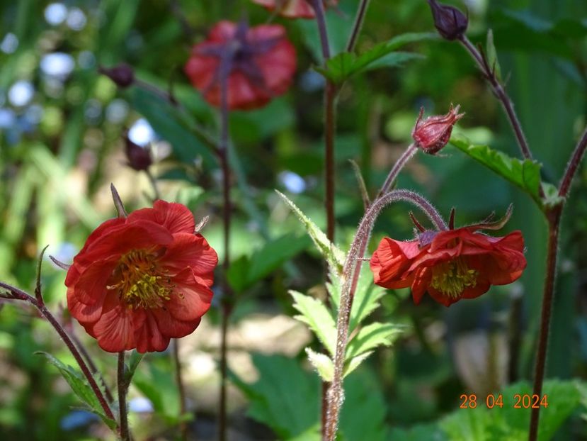 geum Flame of Passion - Primavara 2024