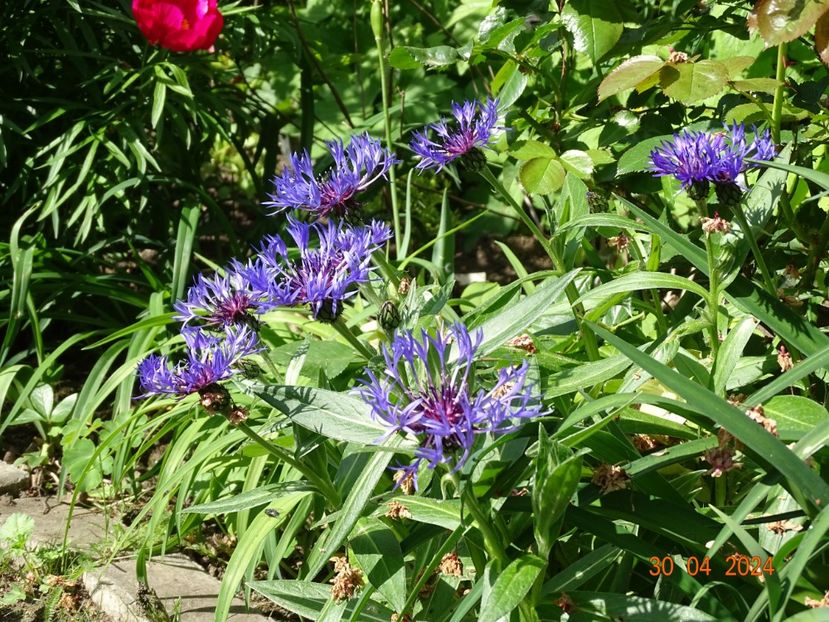 centaurea montana - Primavara 2024