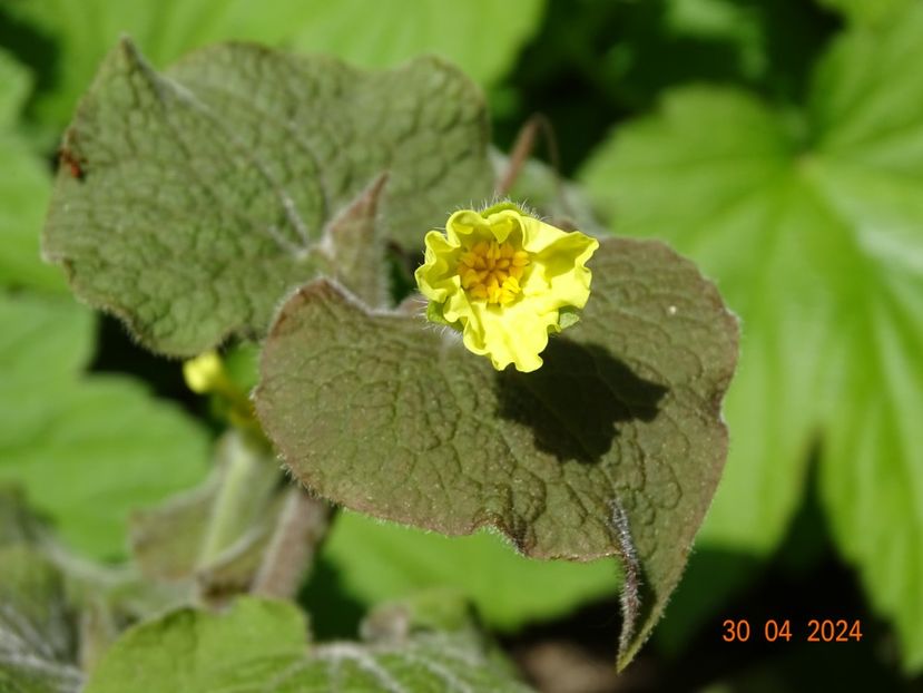 saruma henryi - Primavara 2024