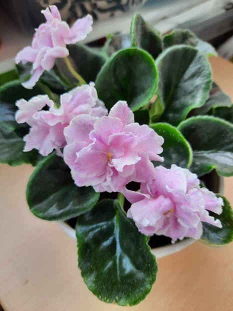 Iunie 2021 - RS MANUELA