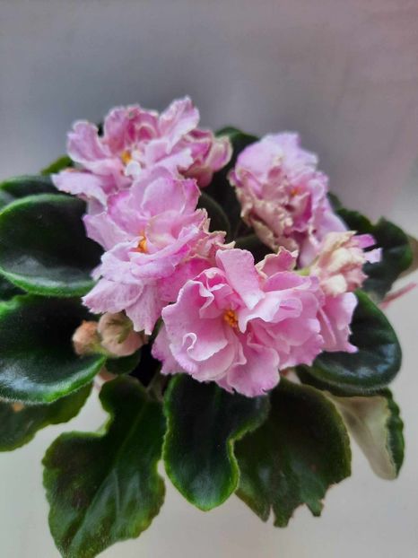 Iunie 2023 - RS MANUELA