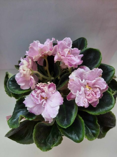 Iunie 2023 - RS MANUELA