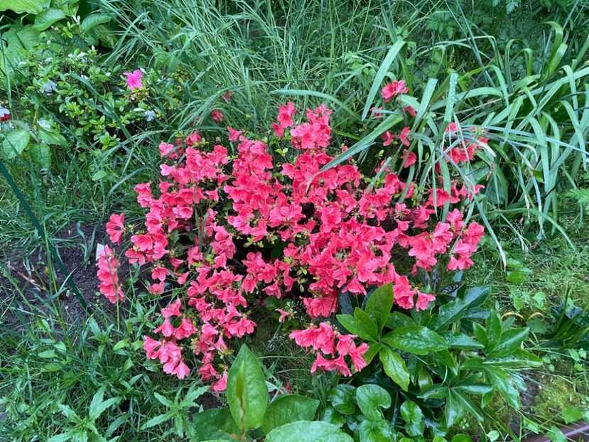  - 002 Grădina 2024 1