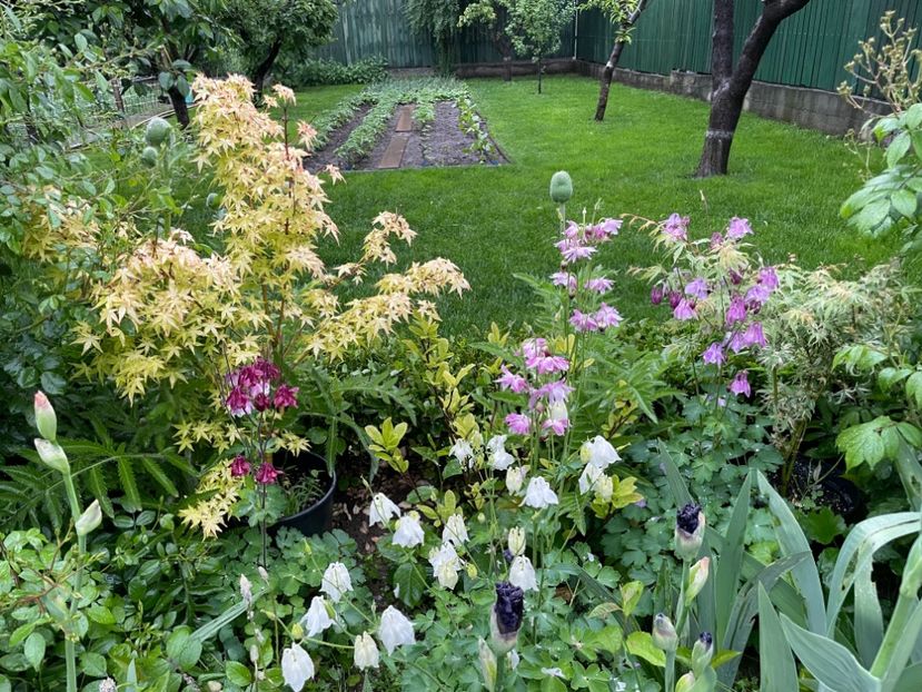  - 002 Grădina 2024 1