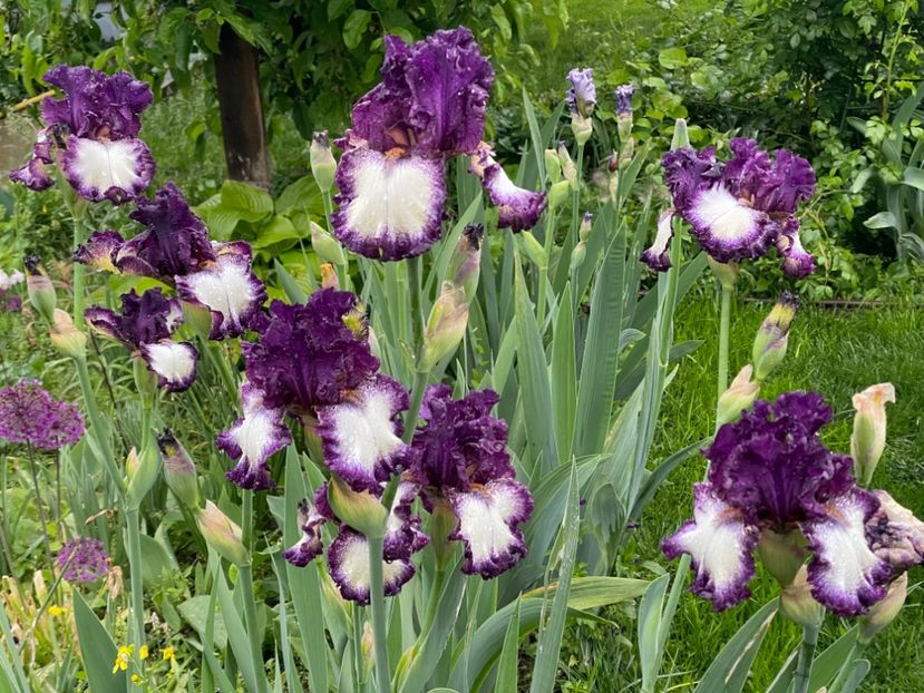  - 002 Grădina 2024 1