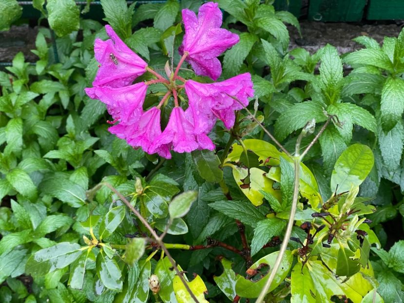  - 002 Grădina 2024 1