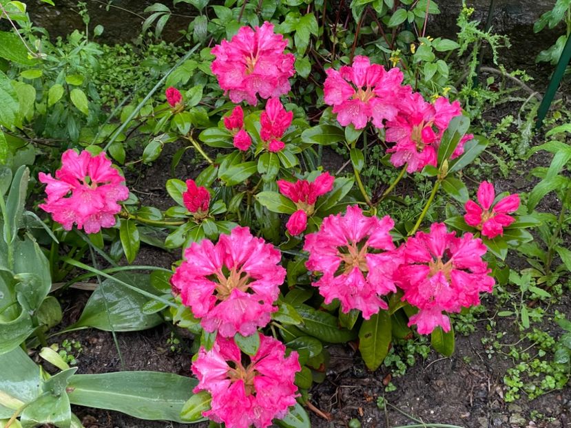  - 002 Grădina 2024 1