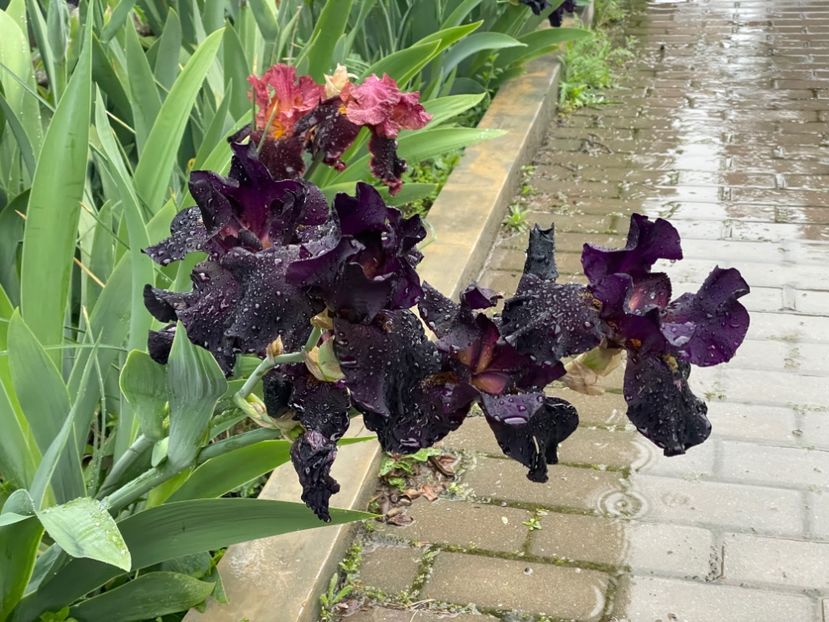  - 002 Grădina 2024 1