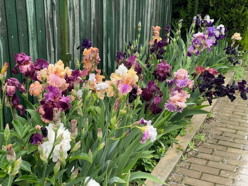  - 002 Grădina 2024 1