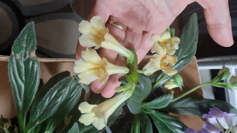  - Diverse flori 2024