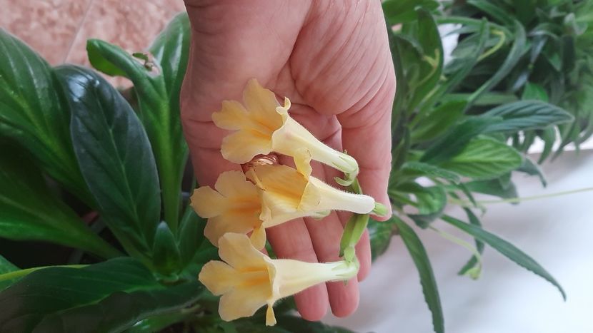  - Diverse flori 2024