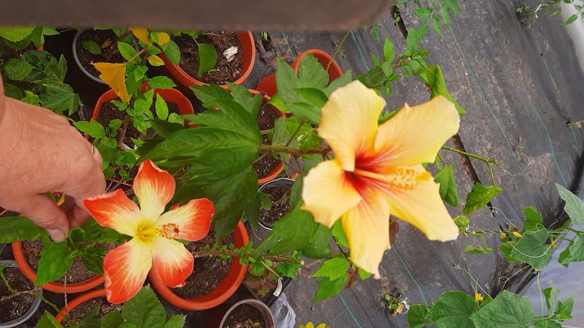  - Diverse flori 2024