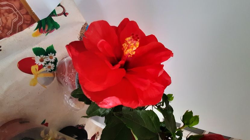  - Diverse flori 2024