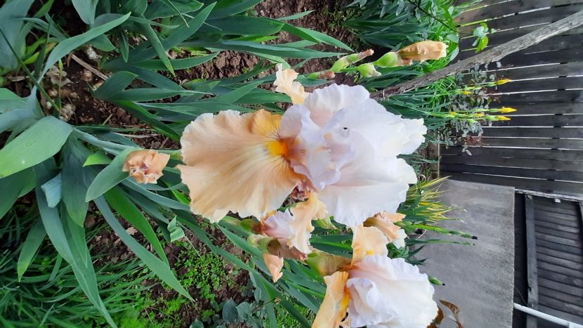  - Diverse flori 2024