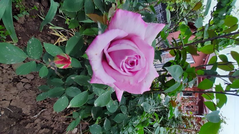  - Diverse flori 2024