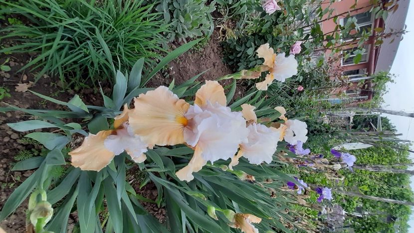  - Diverse flori 2024