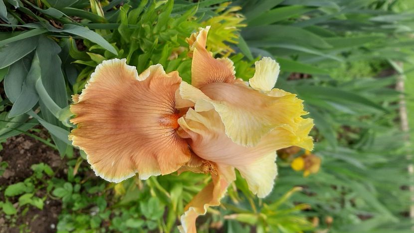  - Diverse flori 2024