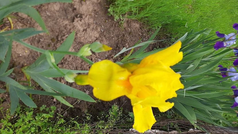  - Diverse flori 2024