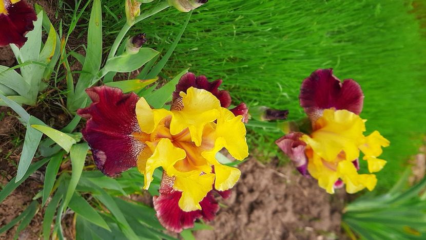  - Diverse flori 2024