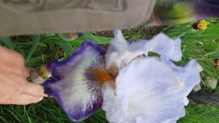  - Diverse flori 2024