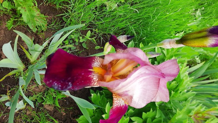  - Diverse flori 2024