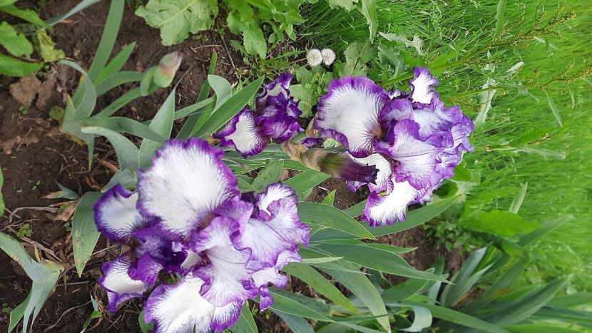  - Diverse flori 2024