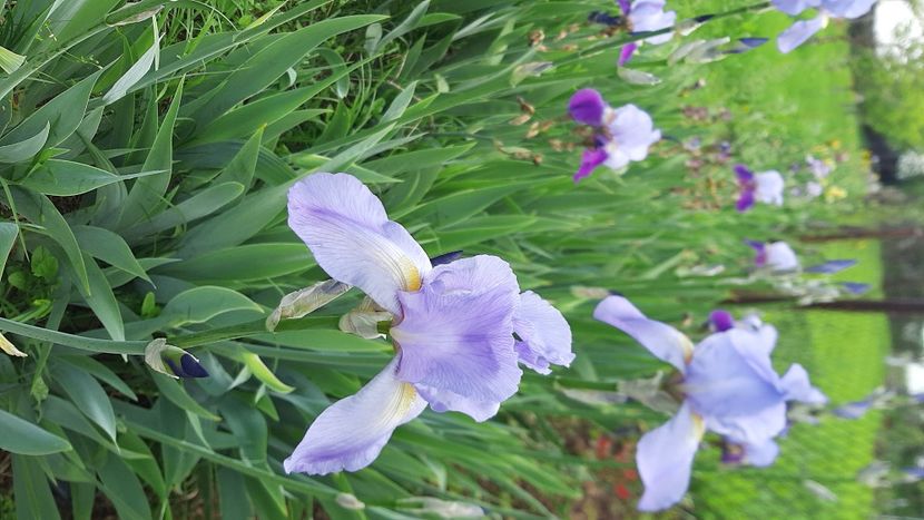  - Diverse flori 2024