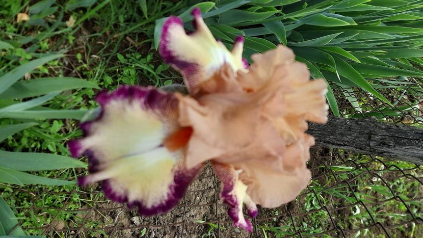  - Diverse flori 2024