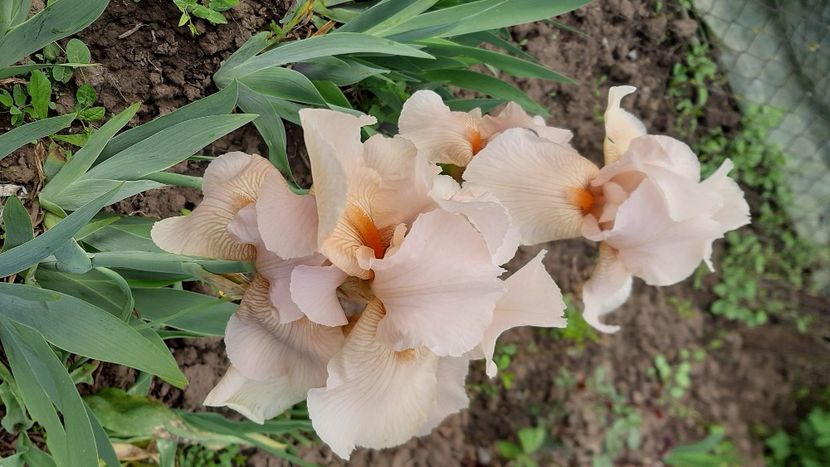  - Diverse flori 2024