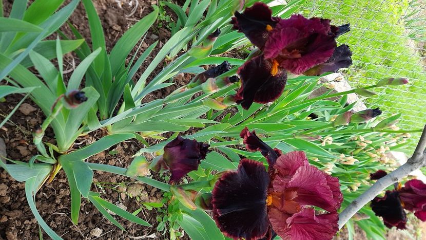  - Diverse flori 2024