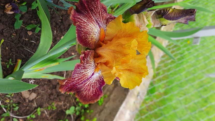  - Diverse flori 2024