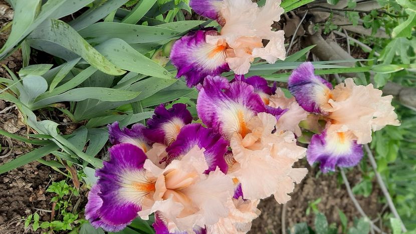  - Diverse flori 2024