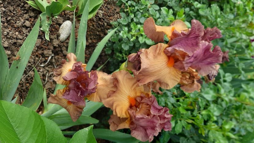  - Diverse flori 2024