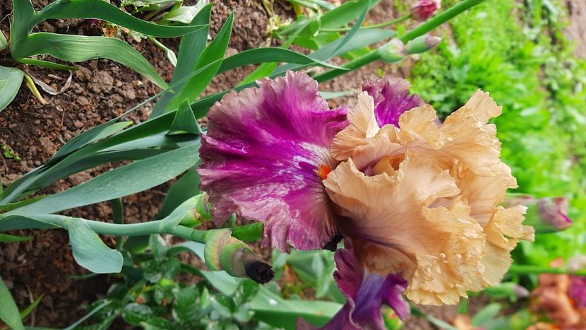  - Diverse flori 2024