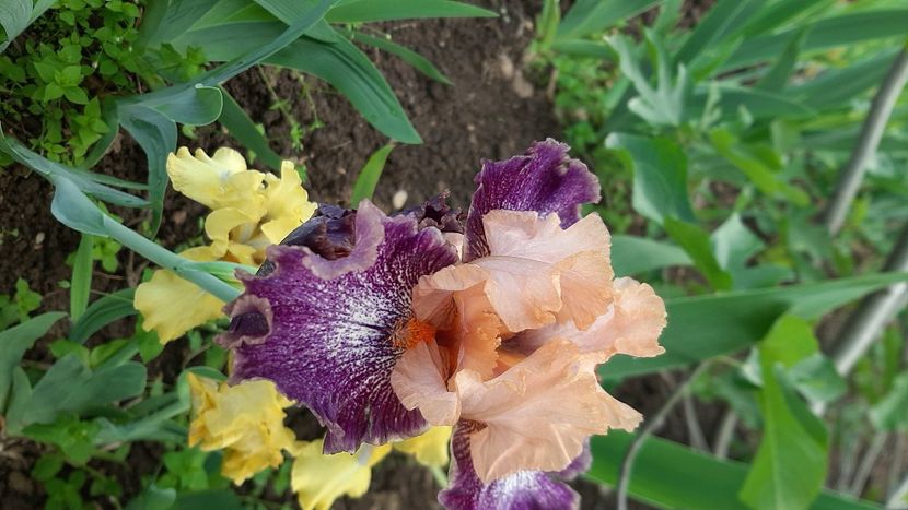  - Diverse flori 2024