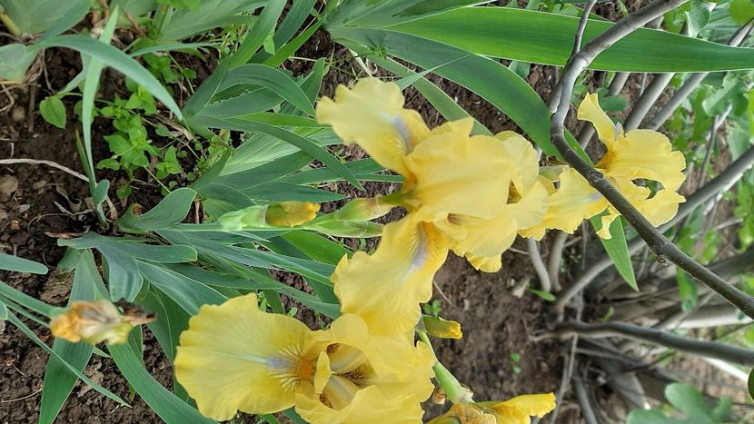  - Diverse flori 2024