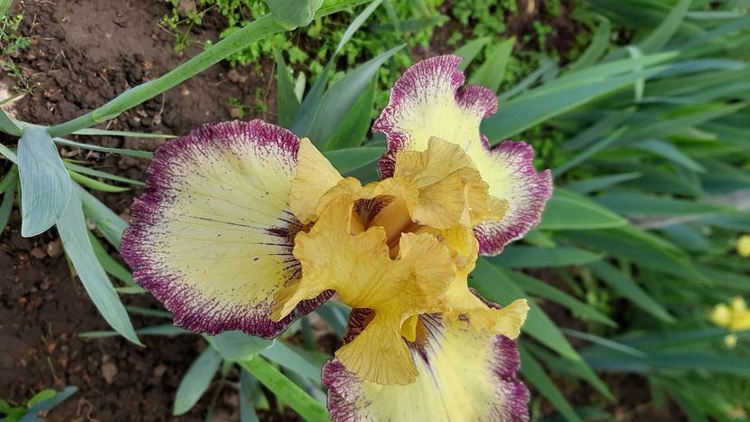  - Diverse flori 2024