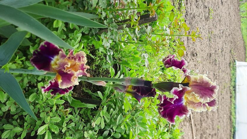  - Diverse flori 2024